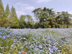 -上海滨江森林公园
