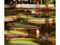 -国家植物园南园