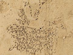 -日照海滨国家森林公园