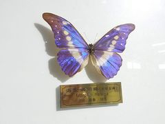 景点-上海昆虫博物馆