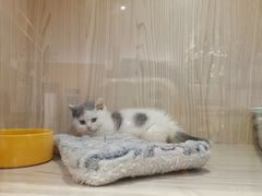 -屋虎猫馆(宝安大仟里店)