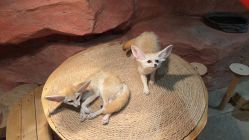 -Zoolung Zoolung动物主题公园(海信广场店)