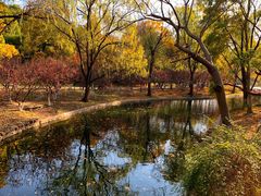 -上海共青森林公园