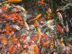 -龙悦湾酒家·八阵鱼生·渔人码头店
