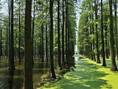 -渌洋湖湿地公园