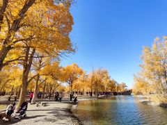 -金塔沙漠胡杨林景区