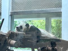 -成都动物园