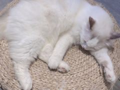 -喵喵咪呀布偶猫咖(春熙路店)
