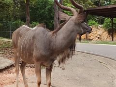 -清迈夜间动物园