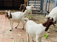 -长白岛森林公园