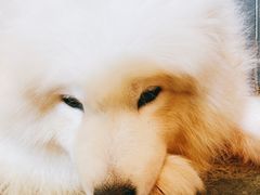 -more than meow吴止猫主题餐厅(承德 中船汇店)