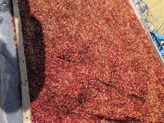 -老张拉面(青年路店)