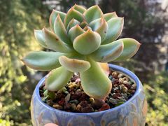 -于记沙布袋馄饨