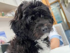 -博特宠物医院24h犬猫全科.骨科·异宠
