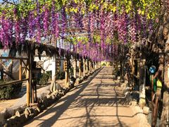-呀路古热带植物园