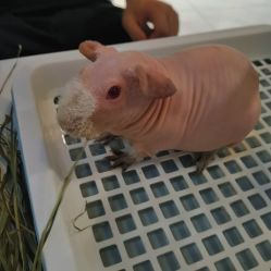 -Moni星球萌宠·小马宝莉·灵蛇·高端高阶全萌宠互动体验俱乐部(红豆国际广场店)