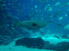 -广东省拱北口岸中国旅行社(华宾营业部)