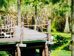 -池杉湖湿地公园