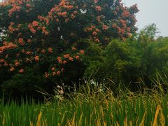 -成都市活水公园