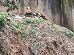 -中国大熊猫保护研究中心雅安碧峰峡基地