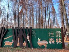 -黄海国家森林公园