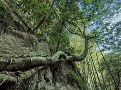 -莫干山风景区