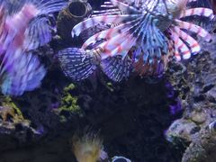 -太平洋海底世界