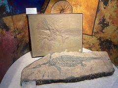 -甘肃地质博物馆