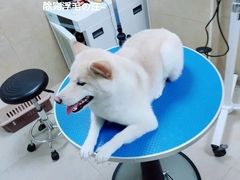 -佳雯宠物医院·皮肤科·内外科(春晓路分院)