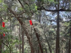 -南宁良凤江国家森林公园