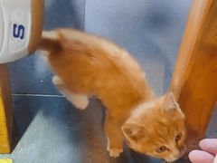 -鲁毓鲜蓬莱小面(黄山路店)