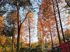-杭州植物园
