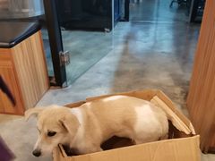 -PETKIT小佩宠物·低压洗护(国顺东路店)