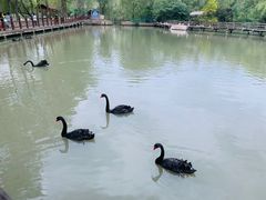 -溱湖国家湿地公园