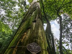 -天目山大树王景区