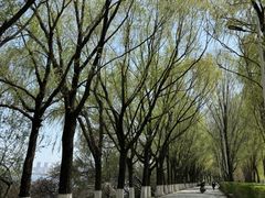 -长白岛森林公园