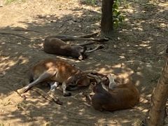 -大连森林动物园