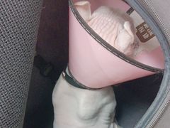 -宠颐生宠物医院·综合诊疗(先锋分院)
