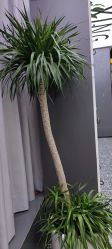 -藤野造型烫染接发
