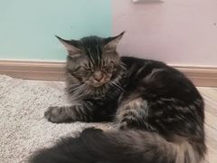 -酷豆宠物咖啡·宠物美食·撸猫馆