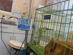 -喜多萌中农锦绣动物医院24H·猫科·牙科MRI·CT