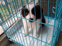 -翊宠yipet猫狗购宠庄园犬舍•猫舍