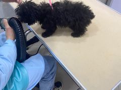 -瑞鹏瑞爱宠物医院·全科·猫科·血液透析中心(龙头寺店)