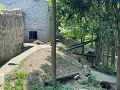 -都江堰中华大熊猫苑