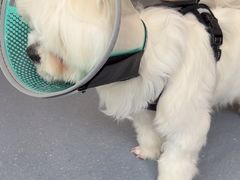 -宠物星动物医院·眼科·异宠·猫科(江南大道总院)