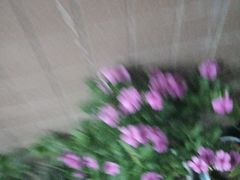 -楚媚娘炭火蛙锅(宽厚里店)