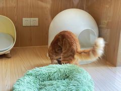 -袖虎猫馆(十亩地店)