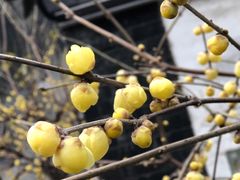 -茶颜悦色(岳麓山顶店)