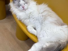 -有喵·猫咖·狗咖·40+猫狗有小奶狗(岗厦店)