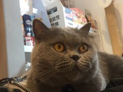 -啵啵喵·猫咖(攀华国际店)